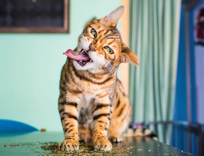 Hago fotos a gatos puestos de nébeda, y es muy divertido (19 imágenes)