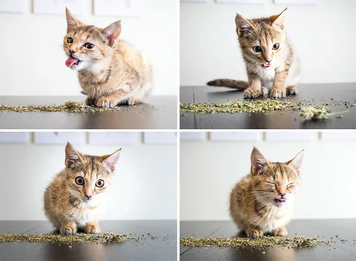 Hago fotos a gatos puestos de nébeda, y es muy divertido (19 imágenes)