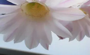 History Of Cactus.