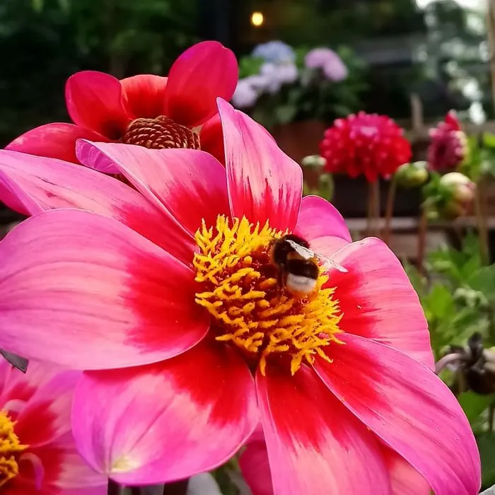 I Visited A Big Garden And Flower Shop Where I Photografed The Plants. Can't Say That I'm Not Happy With The Results-