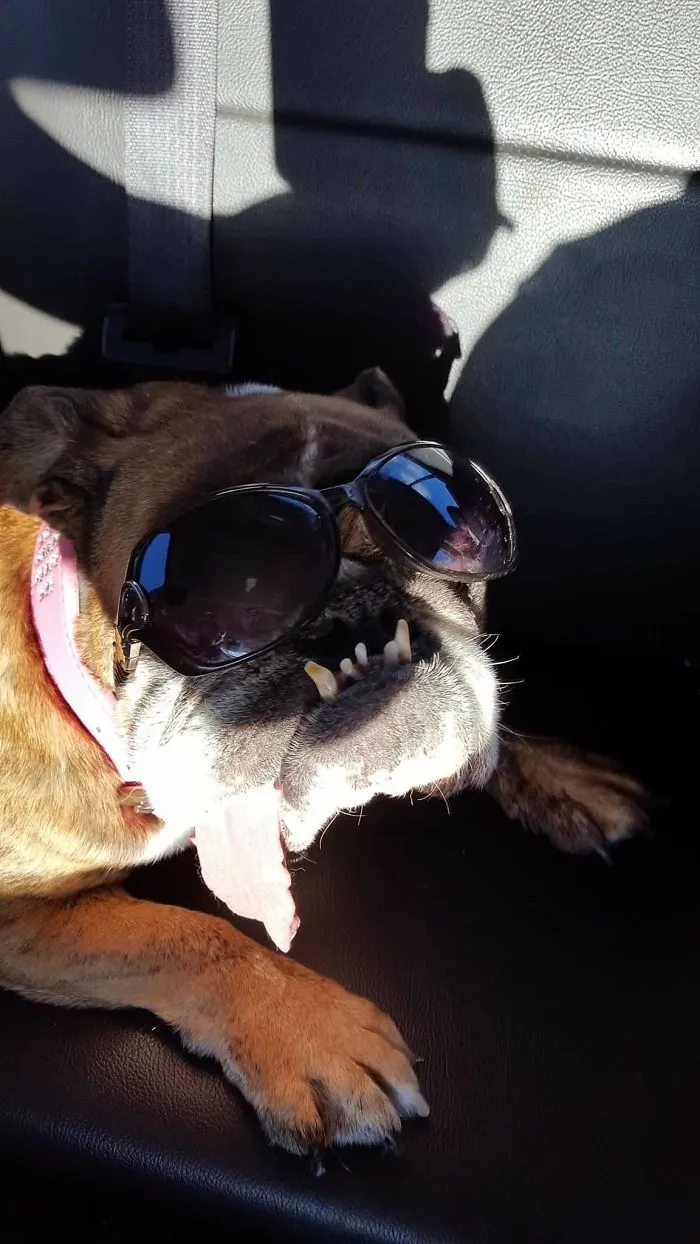 The World’s Ugliest Dog Has Just Been Announced, And It’s English Bulldog Zsa Zsa