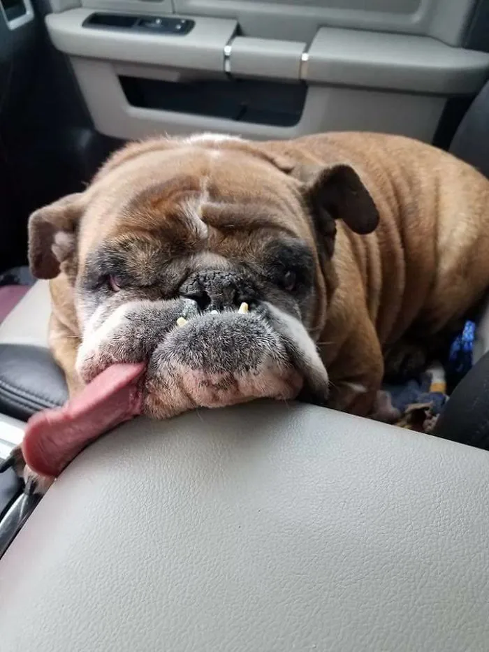 The World’s Ugliest Dog Has Just Been Announced, And It’s English Bulldog Zsa Zsa