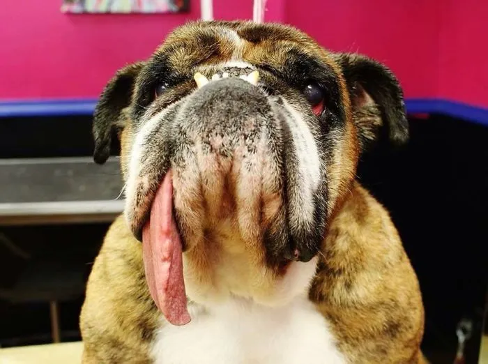 The World’s Ugliest Dog Has Just Been Announced, And It’s English Bulldog Zsa Zsa