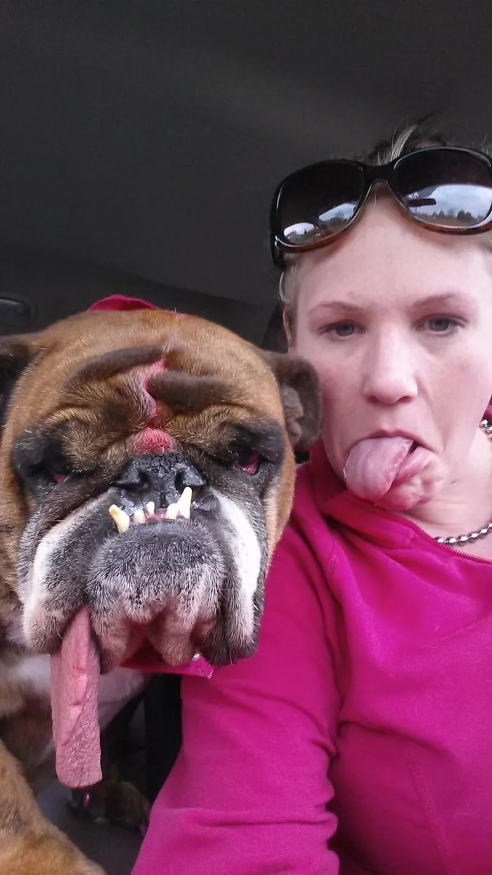 The World’s Ugliest Dog Has Just Been Announced, And It’s English Bulldog Zsa Zsa