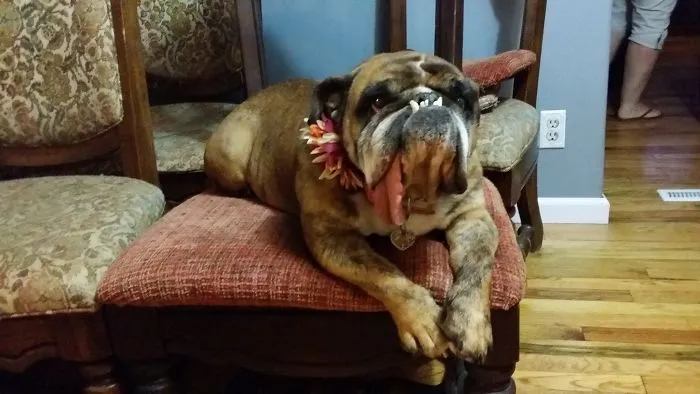 The World’s Ugliest Dog Has Just Been Announced, And It’s English Bulldog Zsa Zsa