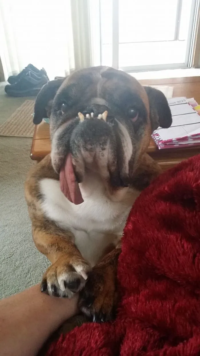 The World’s Ugliest Dog Has Just Been Announced, And It’s English Bulldog Zsa Zsa