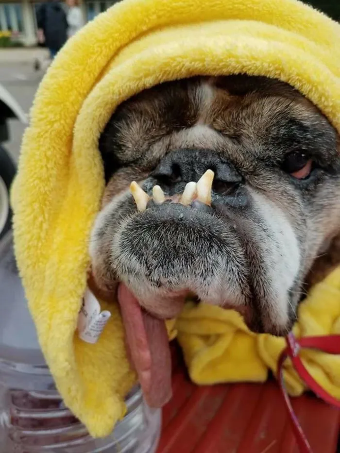 The World’s Ugliest Dog Has Just Been Announced, And It’s English Bulldog Zsa Zsa