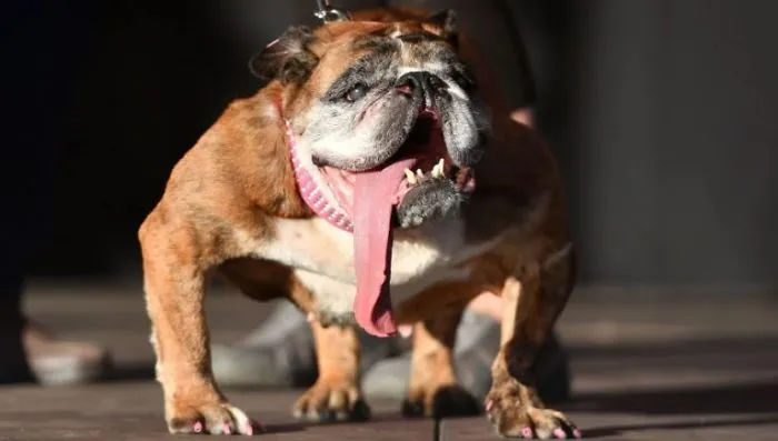 The World’s Ugliest Dog Has Just Been Announced, And It’s English Bulldog Zsa Zsa