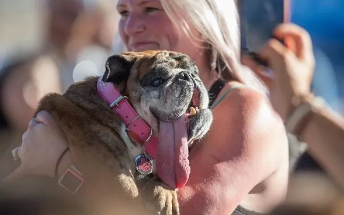 The World’s Ugliest Dog Has Just Been Announced, And It’s English Bulldog Zsa Zsa