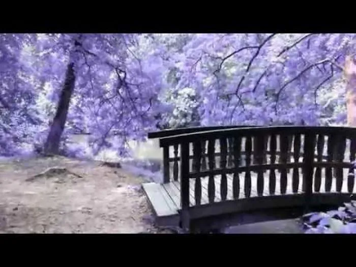 Fantasy Forest