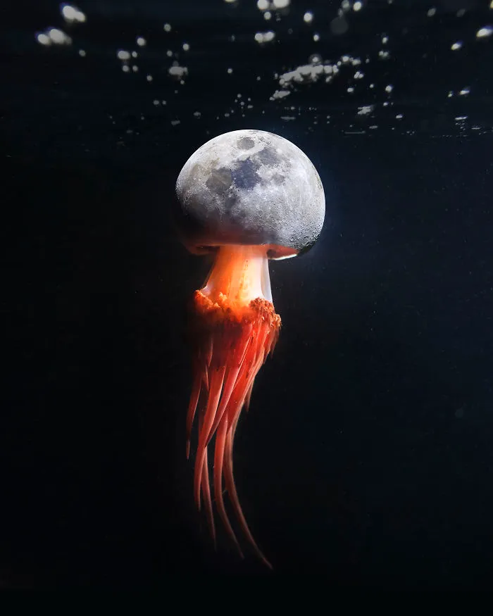 Moonjelly