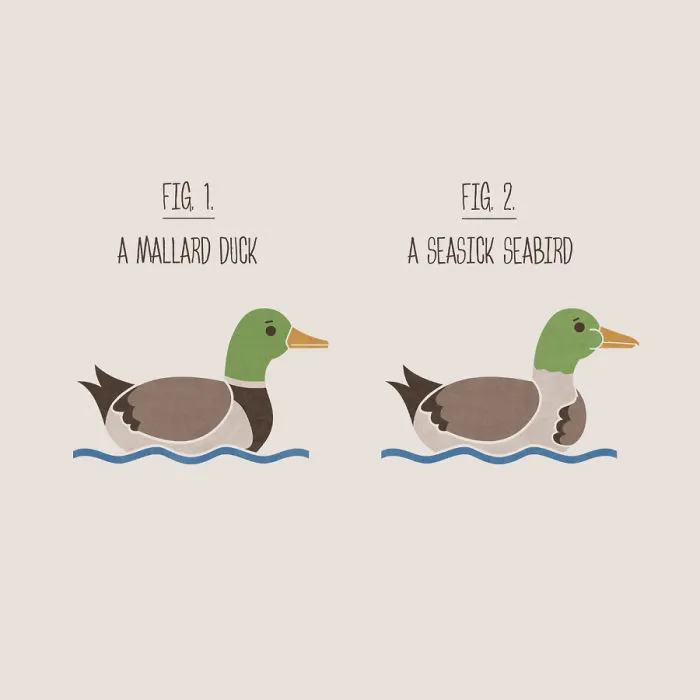 Mallard Or Seabird