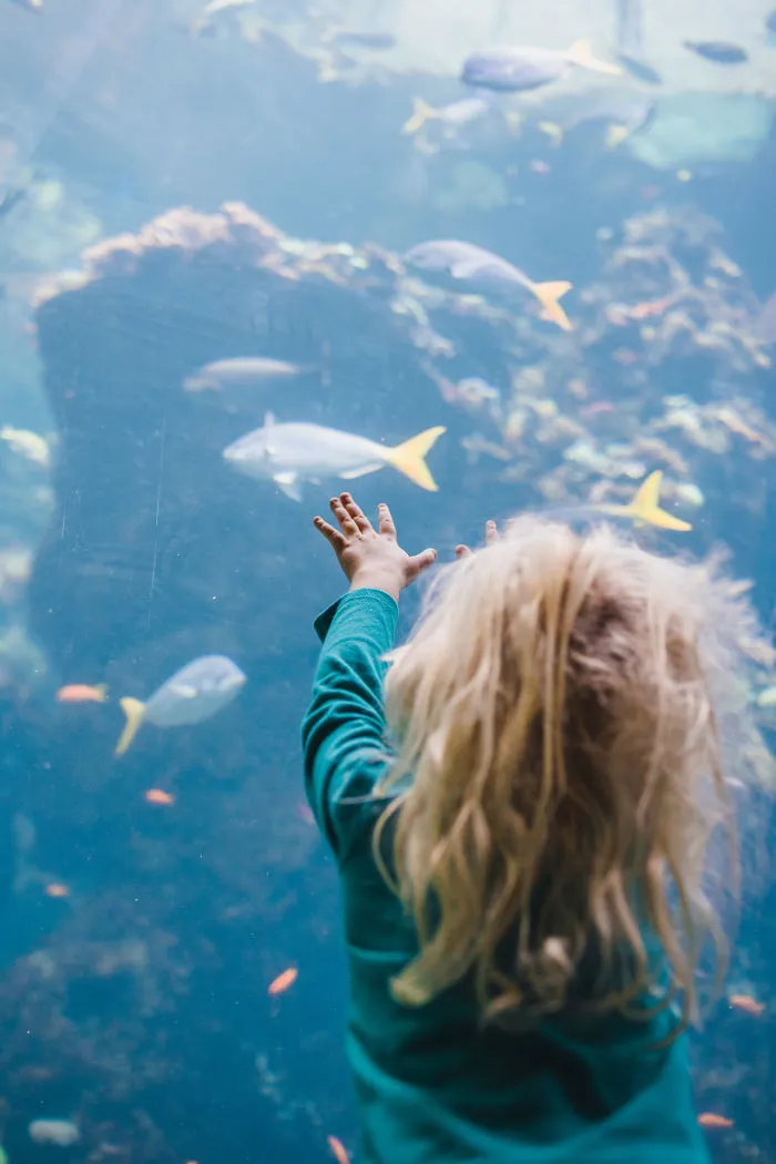 Fishies