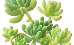 Funny Succulents Doppelganger