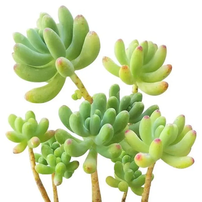 Funny Succulents Doppelganger