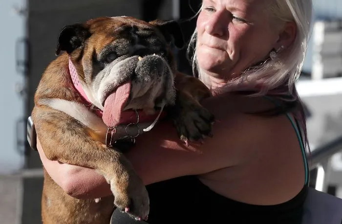 The World’s Ugliest Dog Has Just Been Announced, And It’s English Bulldog Zsa Zsa