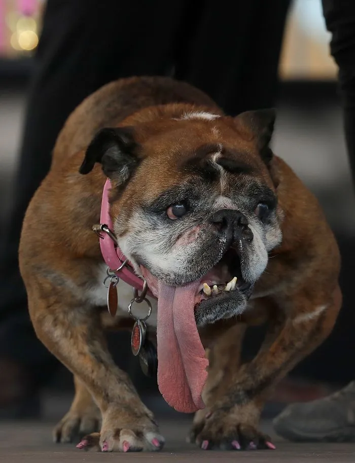 The World’s Ugliest Dog Has Just Been Announced, And It’s English Bulldog Zsa Zsa