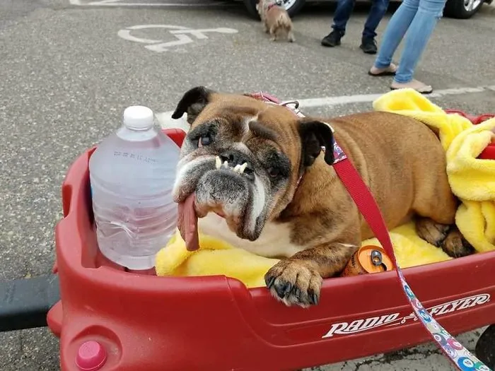 The World’s Ugliest Dog Has Just Been Announced, And It’s English Bulldog Zsa Zsa