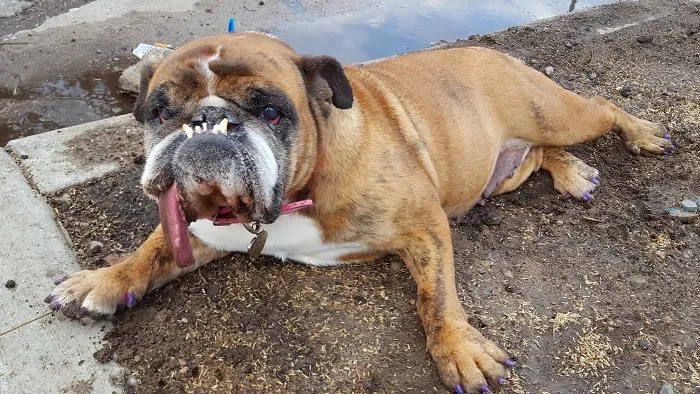 The World’s Ugliest Dog Has Just Been Announced, And It’s English Bulldog Zsa Zsa