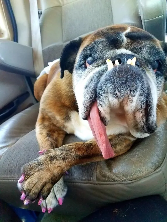 The World’s Ugliest Dog Has Just Been Announced, And It’s English Bulldog Zsa Zsa