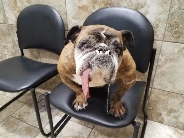 The World’s Ugliest Dog Has Just Been Announced, And It’s English Bulldog Zsa Zsa