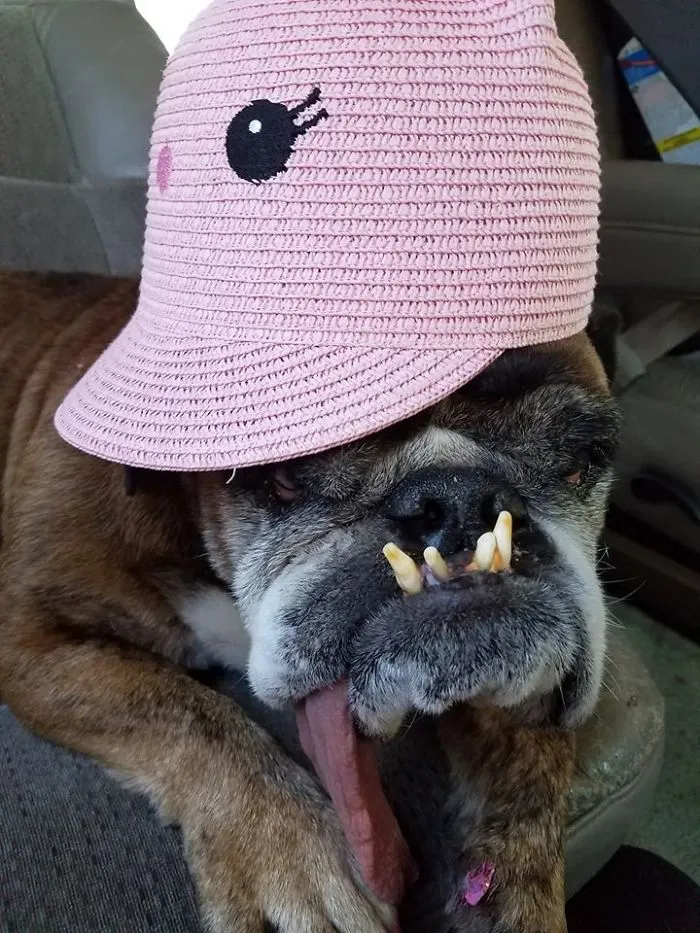 The World’s Ugliest Dog Has Just Been Announced, And It’s English Bulldog Zsa Zsa