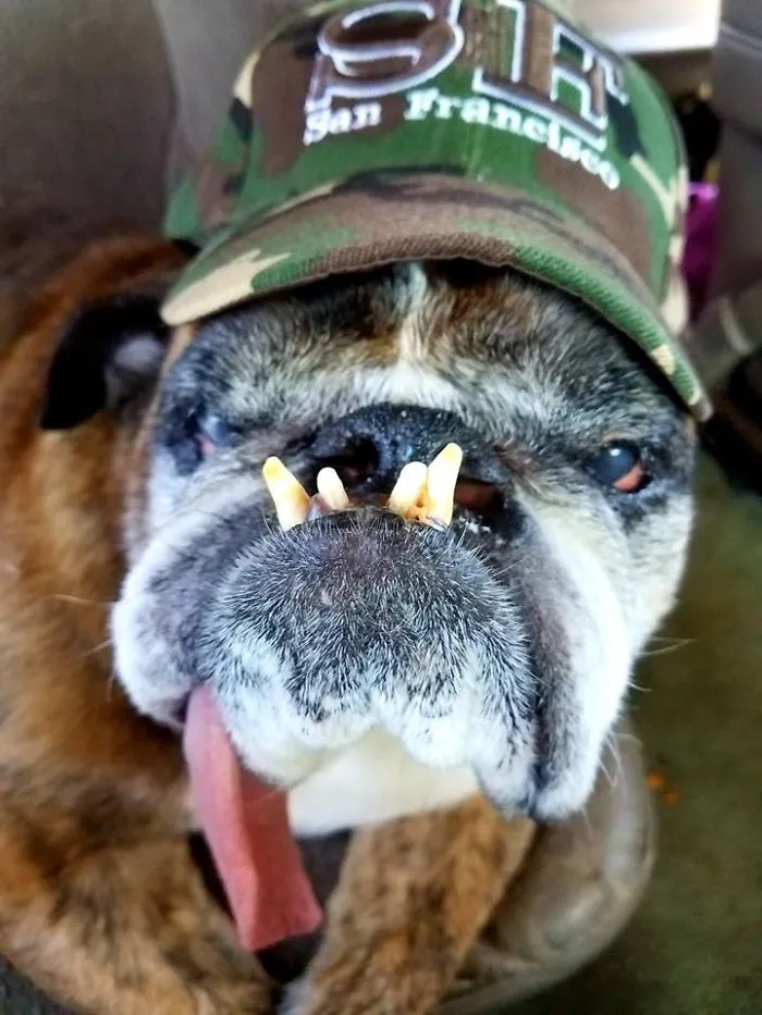 The World’s Ugliest Dog Has Just Been Announced, And It’s English Bulldog Zsa Zsa