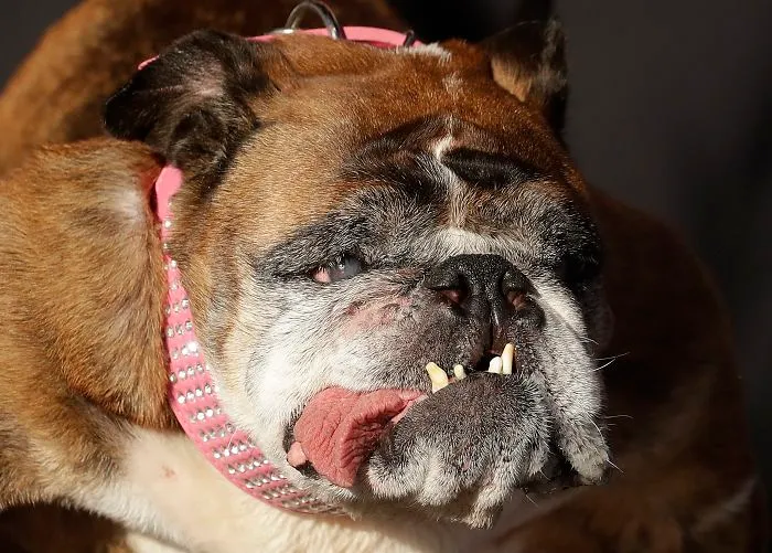 The World’s Ugliest Dog Has Just Been Announced, And It’s English Bulldog Zsa Zsa