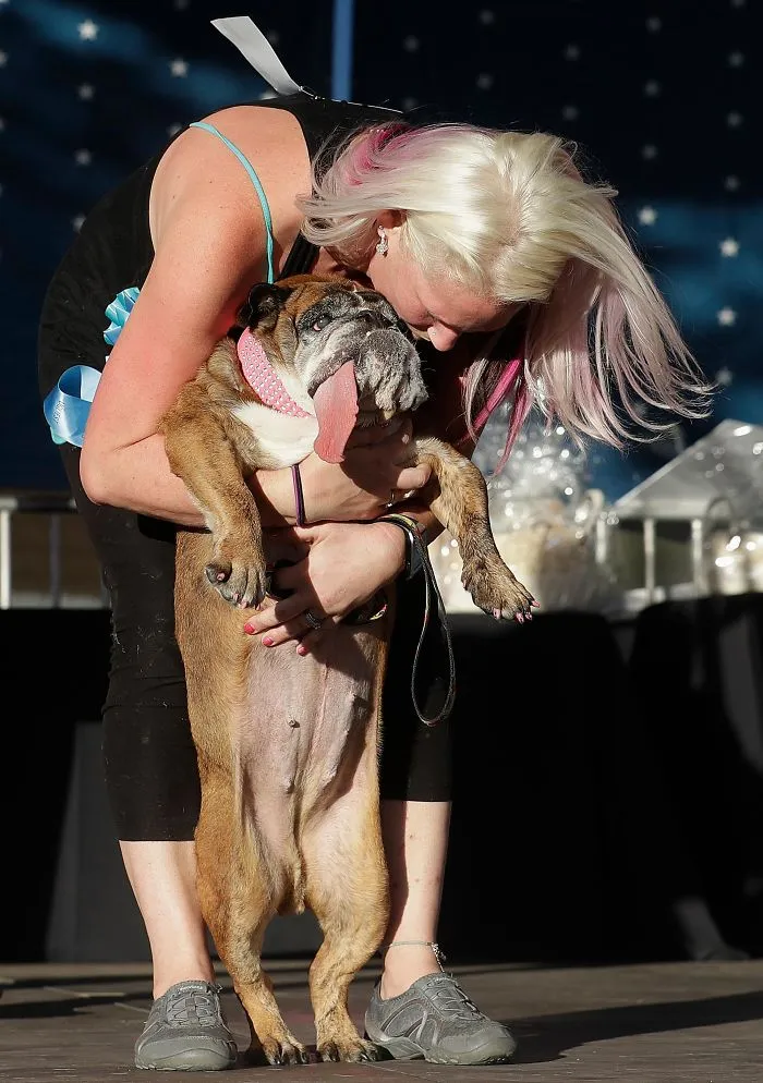 The World’s Ugliest Dog Has Just Been Announced, And It’s English Bulldog Zsa Zsa