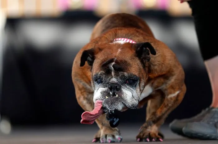 The World’s Ugliest Dog Has Just Been Announced, And It’s English Bulldog Zsa Zsa