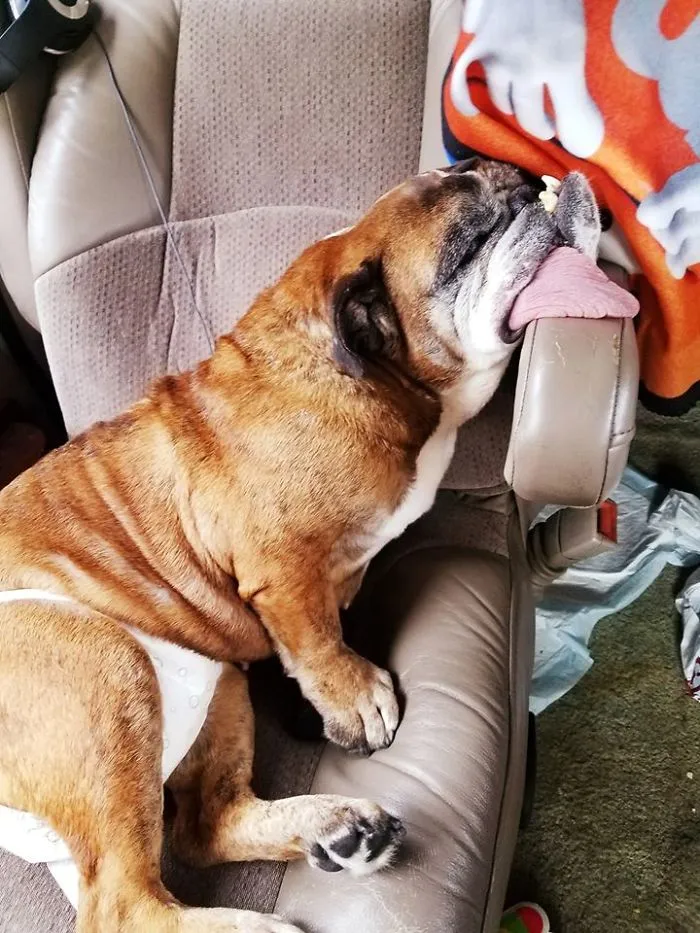 The World’s Ugliest Dog Has Just Been Announced, And It’s English Bulldog Zsa Zsa
