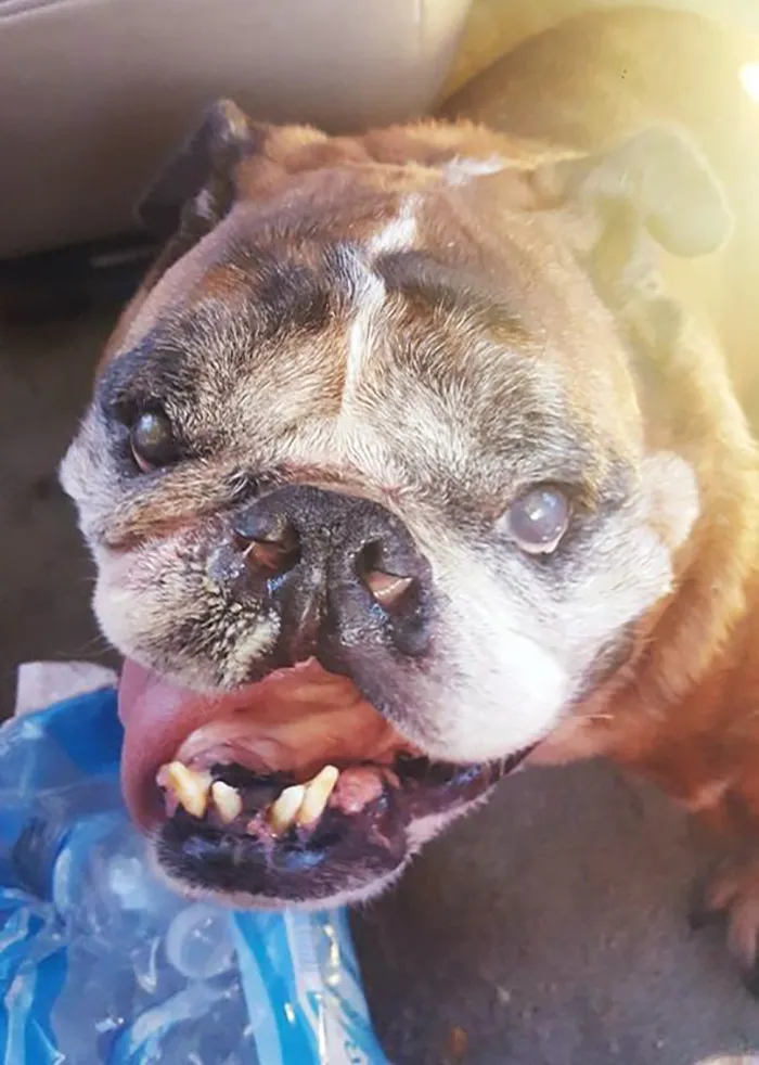 The World’s Ugliest Dog Has Just Been Announced, And It’s English Bulldog Zsa Zsa