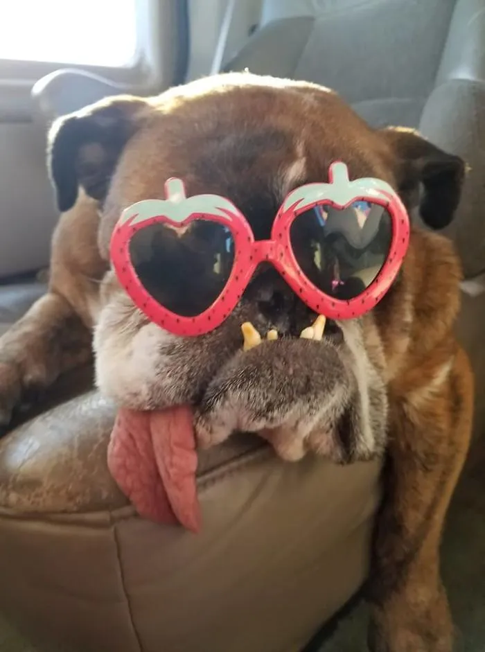 The World’s Ugliest Dog Has Just Been Announced, And It’s English Bulldog Zsa Zsa