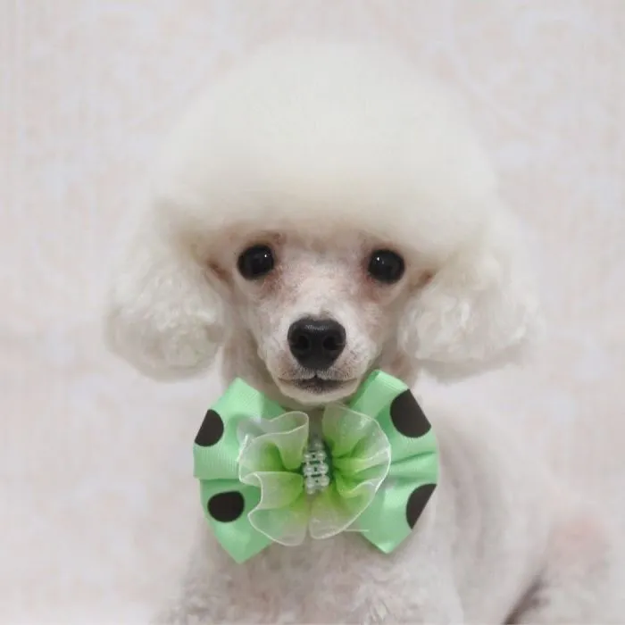 62 Dogs That Had The Makeovers Of Their Lives Done By Japanese Dog Groomer