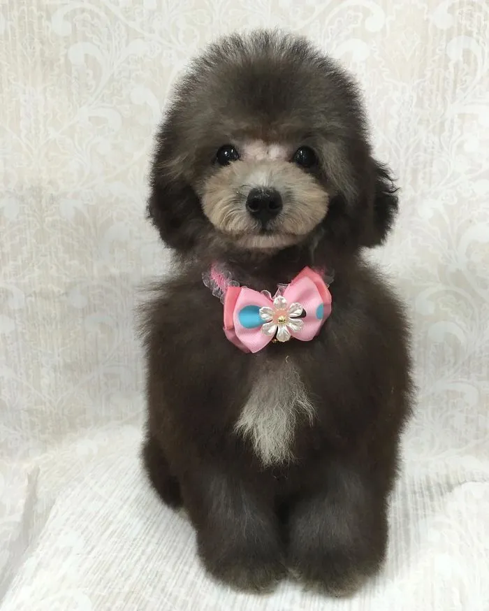 62 Dogs That Had The Makeovers Of Their Lives Done By Japanese Dog Groomer