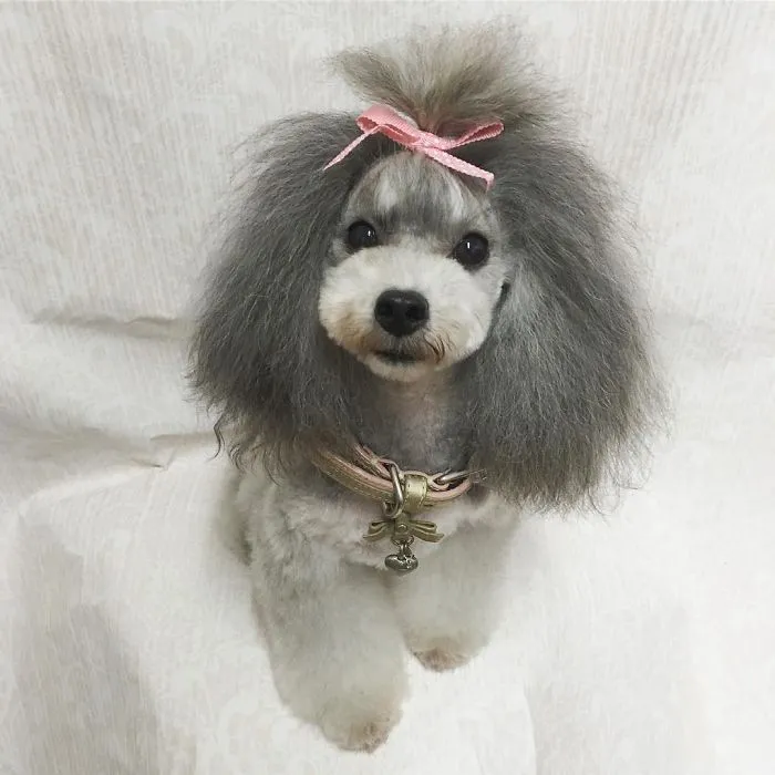 62 Dogs That Had The Makeovers Of Their Lives Done By Japanese Dog Groomer