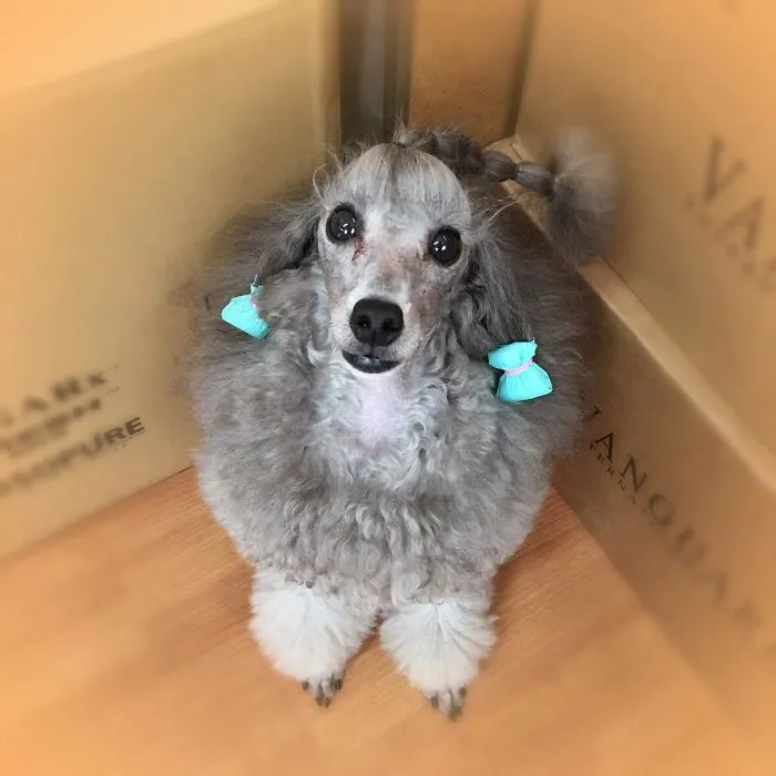 62 Dogs That Had The Makeovers Of Their Lives Done By Japanese Dog Groomer
