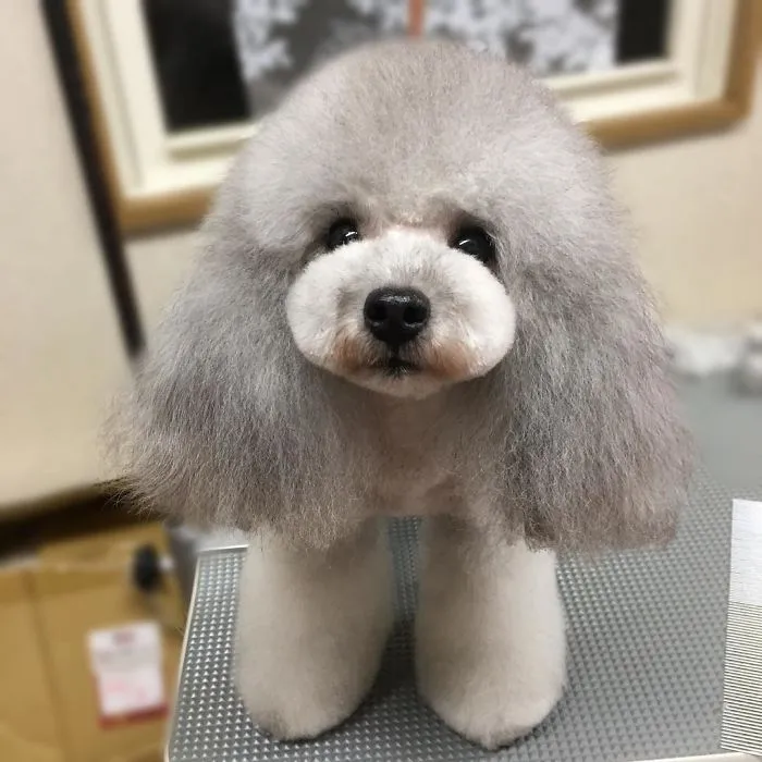 62 Dogs That Had The Makeovers Of Their Lives Done By Japanese Dog Groomer