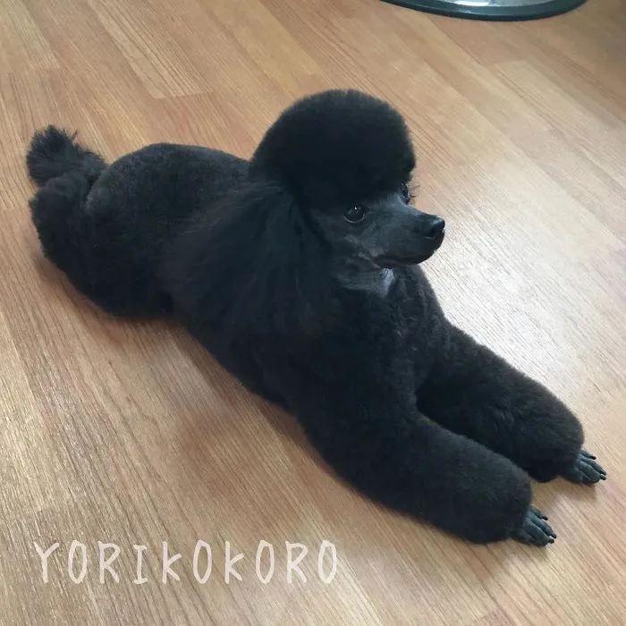 62 Dogs That Had The Makeovers Of Their Lives Done By Japanese Dog Groomer