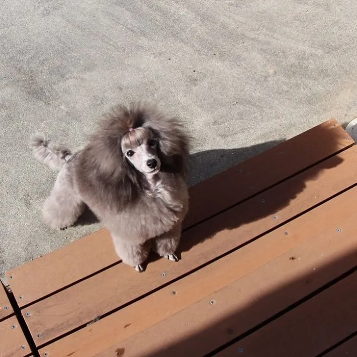 62 Dogs That Had The Makeovers Of Their Lives Done By Japanese Dog Groomer