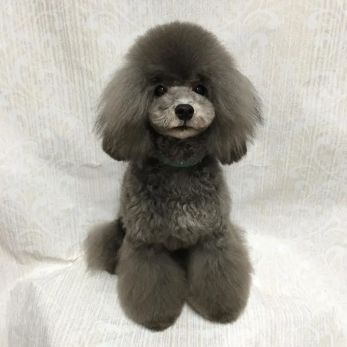 62 Dogs That Had The Makeovers Of Their Lives Done By Japanese Dog Groomer
