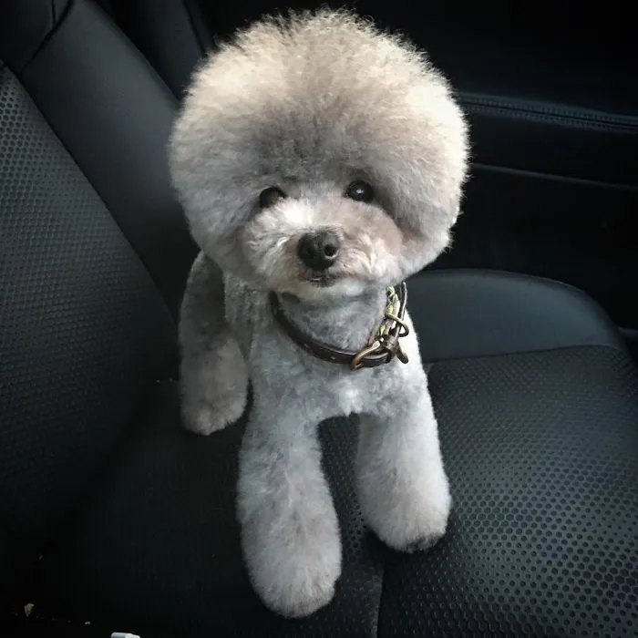 62 Dogs That Had The Makeovers Of Their Lives Done By Japanese Dog Groomer