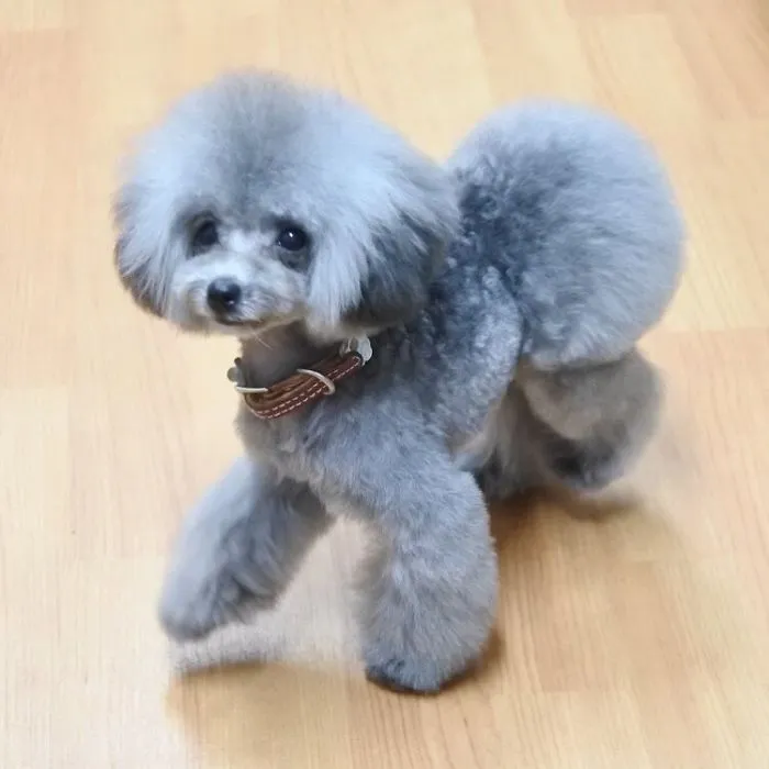 62 Dogs That Had The Makeovers Of Their Lives Done By Japanese Dog Groomer