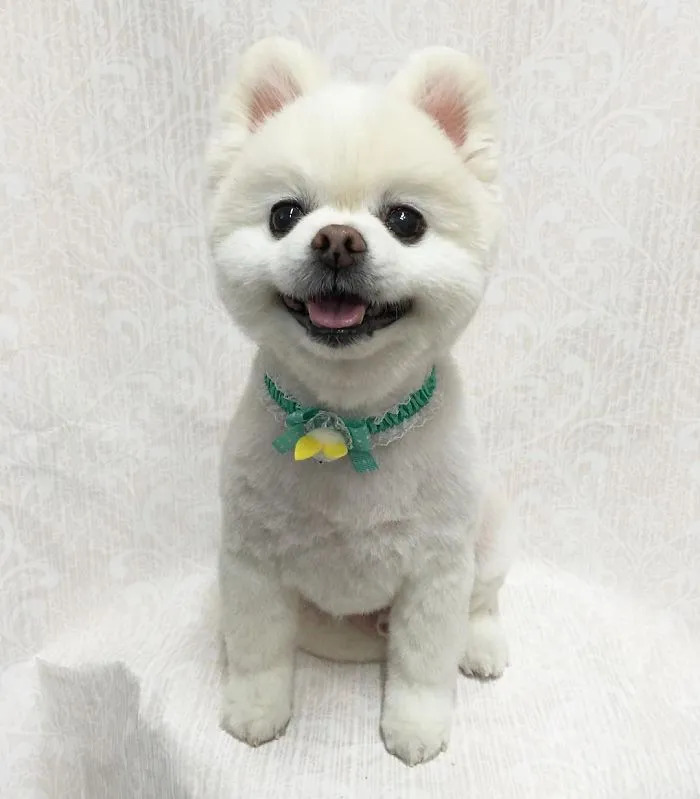 62 Dogs That Had The Makeovers Of Their Lives Done By Japanese Dog Groomer