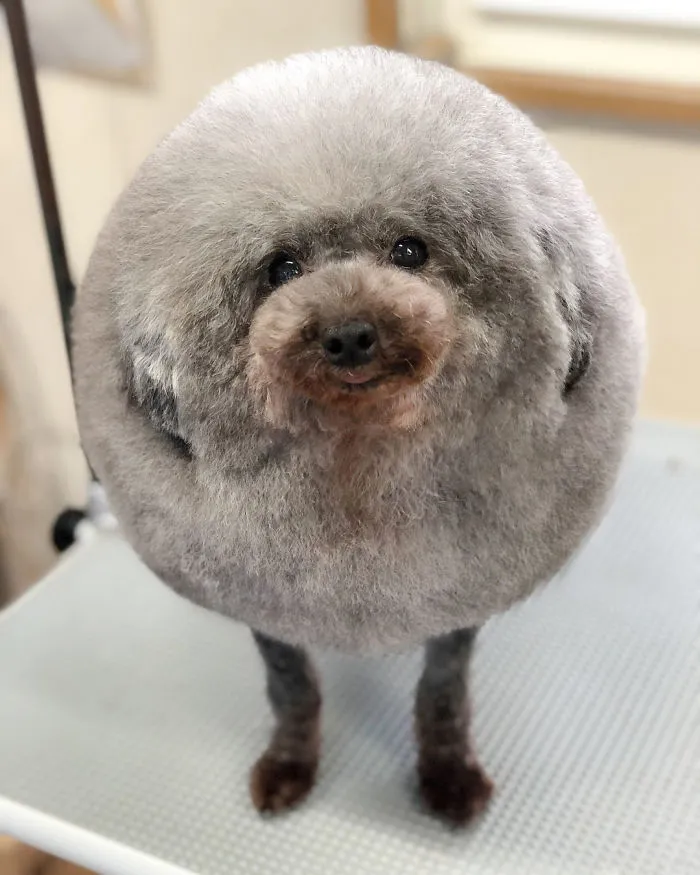 62 Dogs That Had The Makeovers Of Their Lives Done By Japanese Dog Groomer