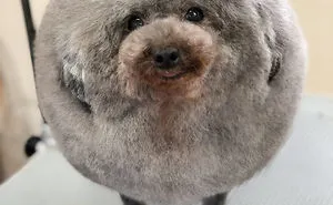 62 Dogs That Had The Makeovers Of Their Lives Done By Japanese Dog Groomer