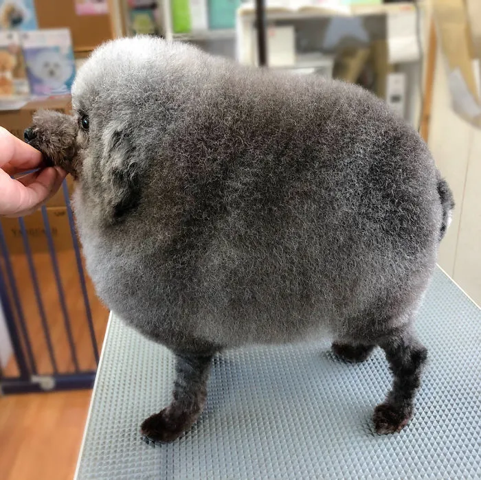 62 Dogs That Had The Makeovers Of Their Lives Done By Japanese Dog Groomer