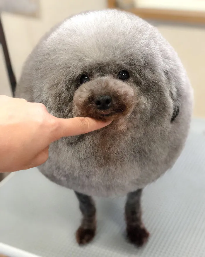 62 Dogs That Had The Makeovers Of Their Lives Done By Japanese Dog Groomer