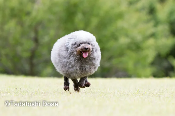 62 Dogs That Had The Makeovers Of Their Lives Done By Japanese Dog Groomer