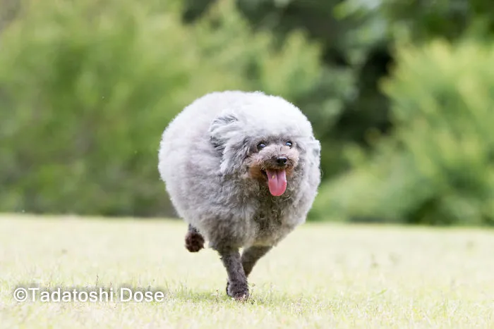 62 Dogs That Had The Makeovers Of Their Lives Done By Japanese Dog Groomer